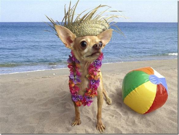 South Beach Inn Beach Motel เซาท์ปาเดรไอส์แลนด์ ภายนอก รูปภาพ